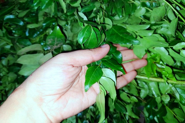Curry Leaves